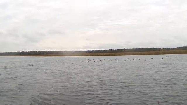 Diver Duck Hunting, 4 Man Limit!! October 23, 24/2018 смотреть онлайн