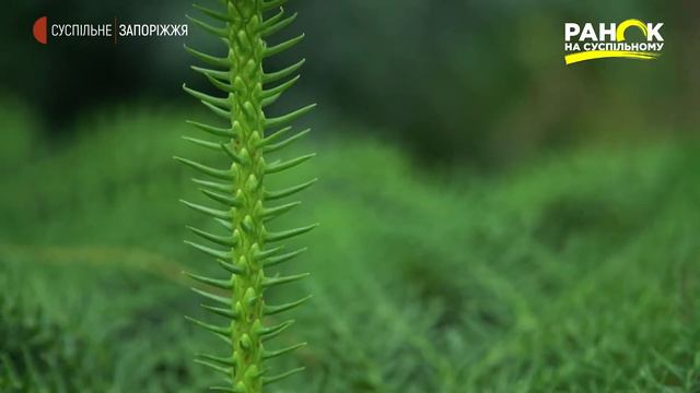 Сад-город: альтернатива лісовій ялинці | Ранок на Суспільному смотреть онлайн