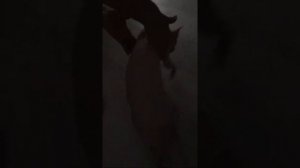 Кто насрал? Часть 2