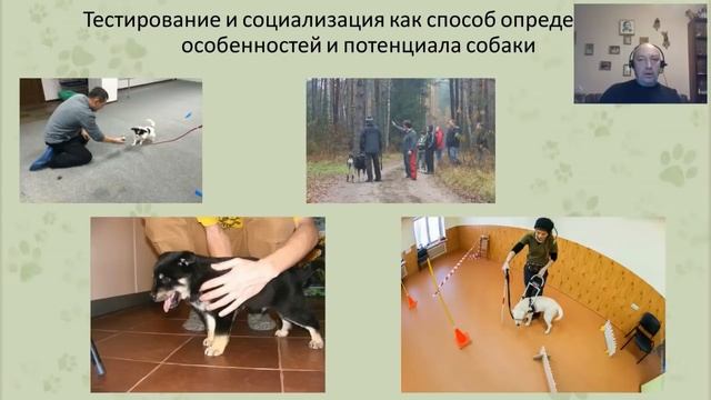 «Ответственный подход к приобретению собаки". Вебинар Цигельницкого Е.Г. смотреть онлайн