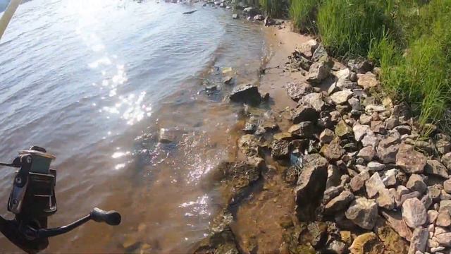 Мёртвая рыбина на берегу Волги , крупный Сом . смотреть онлайн