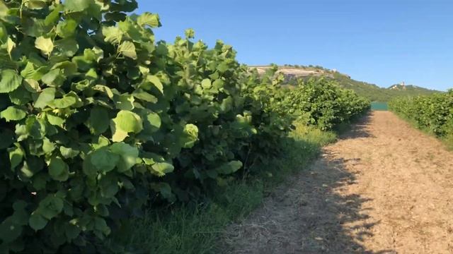 Фундук Трапезунд развитие на конец июня с препаратом Висарол смотреть онлайн