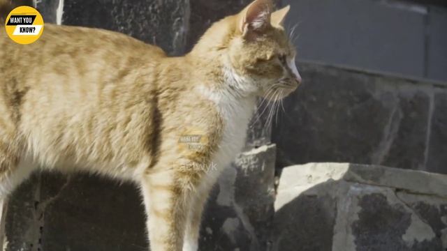 Interesting Facts About Cat In Urdu Hindi | What does Islam say about cats? Factwyk смотреть онлайн