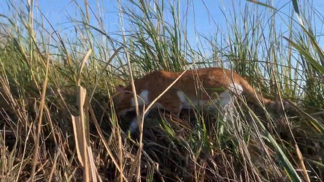 Marlin the Cat-Dog goes EXPLORING on a small desolate marsh ISLAND in the Sound with all the PUPS : смотреть онлайн