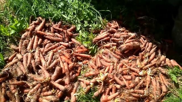 Липовый цвет. Ещё один день в Александрии. смотреть онлайн