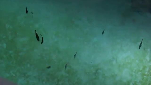 Livorno Italy Acquarium  /  Part 1