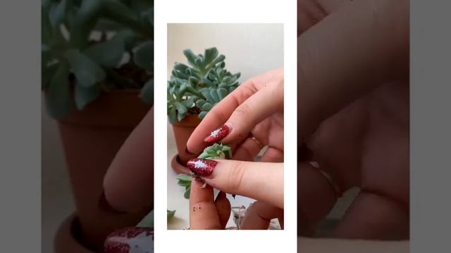 Черенкование эхеверии (эхеверии) руньона. Суккулент. Обрезка, размножение суккулента. Топ шок смотреть онлайн