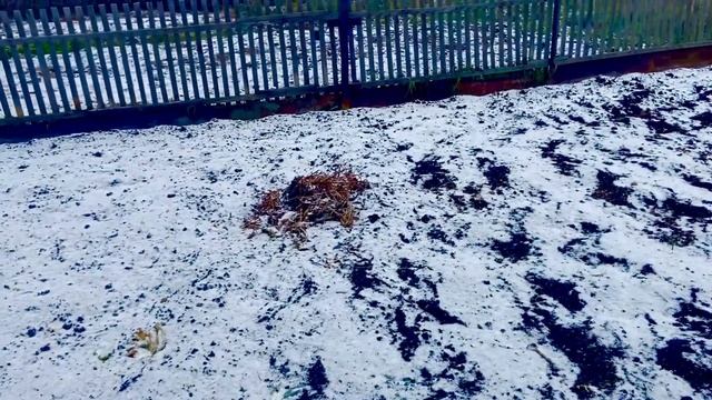 Хотели просто поехать на дачу … но, не думали, что…??? смотреть онлайн