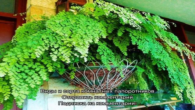 Папоротники комнатные — виды и названия самых популярных растений смотреть онлайн