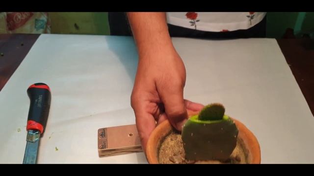 Cactus/Opuntia/Kalanchoe/Haworthia New Grafting Technique смотреть онлайн