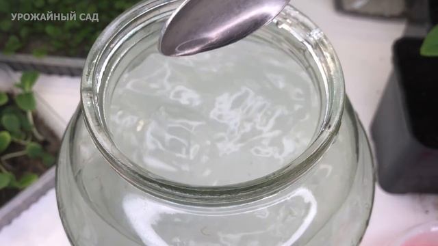 У Герани листья станут Зелеными. Вот простое средство для Пеларгонии!