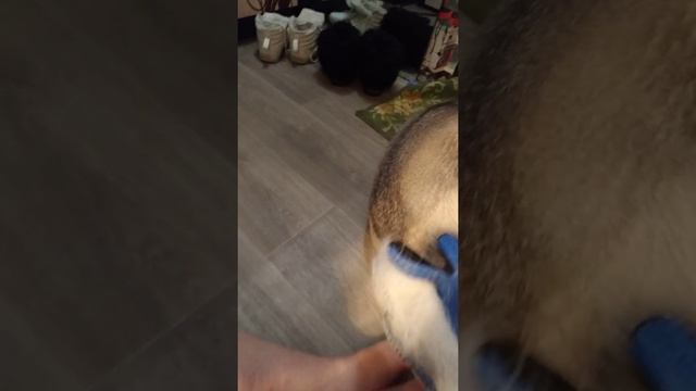 Вычёсываю хаску, ленька собак , шерсть хаски смотреть онлайн