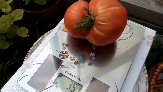 Начинают созревать томаты. Сорт "Японка" 2018 год. смотреть онлайн