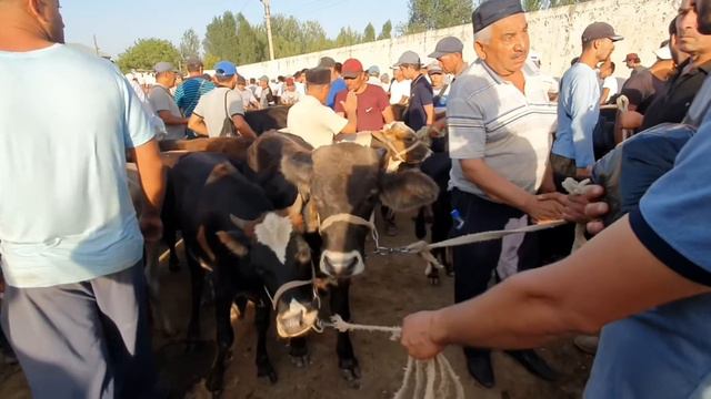 23.06.2023 Кашкадарё в, Китоб тумани, Китоб мол бозори видеообзори. Каналга обуна булинг✅️. смотреть онлайн