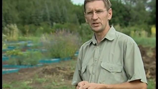 Лекарственные травы.Огуречная трава смотреть онлайн