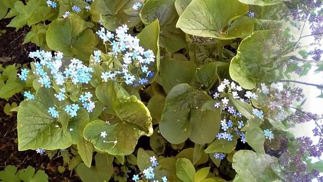 Весеннее пробуждение - созвездия тюльпанов, танцующие нарциссы, крокусы, синий лен... смотреть онлайн