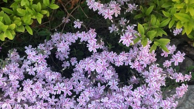 Почвопокровные флоксы .Цветение флоксов в саду видео смотреть онлайн