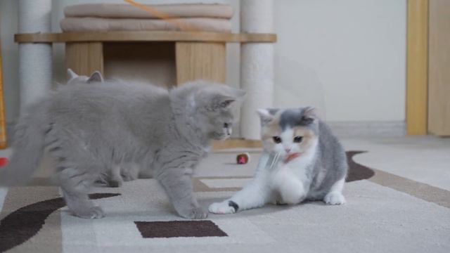 British kitty Dolly is 3 months old смотреть онлайн