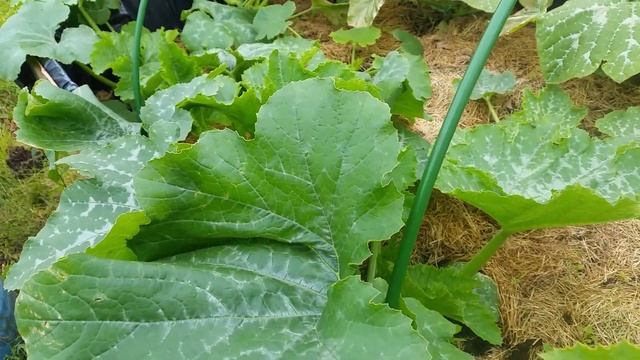 Кабачки и тыквы 12.06.18 ✔ Резать или не резать листья? Надо ли удалять пустоцвет? смотреть онлайн