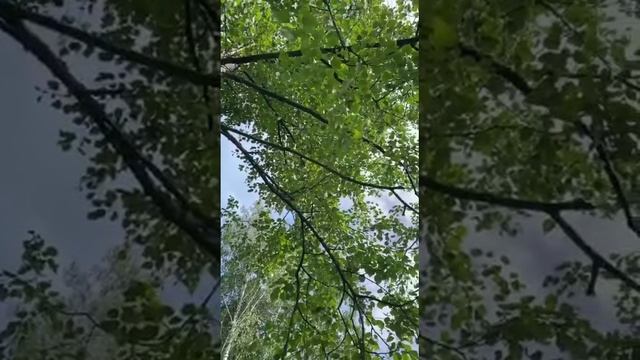 пение соловья в природе