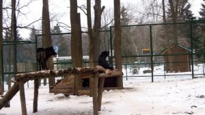 Вой канадских волков