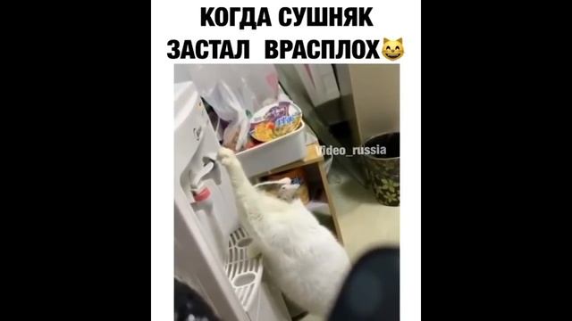 Умные коты, подборка самых умных котов, которым позавидуют многие животные, приколы с котами 2020 смотреть онлайн