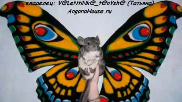 Победители осенних фотоконкурсов 2010 AngoraHouse - шиншиллы смотреть онлайн