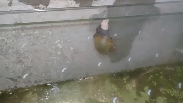 Улитка Ампулярия откладывает яйца.