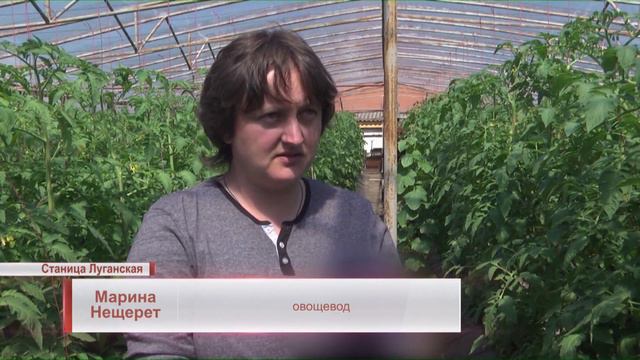 Жители Станицы Луганской выращивают сельхозпродукцию под пулями смотреть онлайн