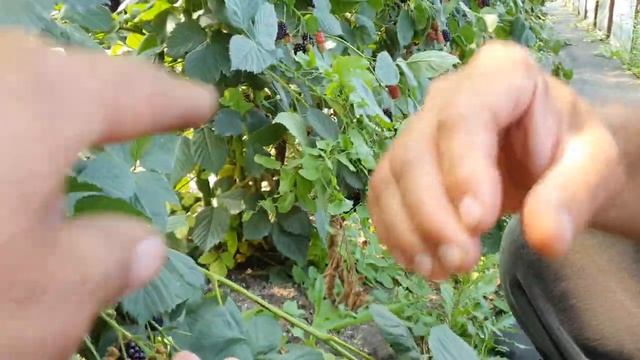 Вот такая ежевика ???Великолепный сорт ОСЕЙДЖ смотреть онлайн