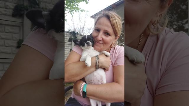 клеим уши Айве Купидоновне ,папа пришёл ? питомник чихуахуа Кастропуло+79787458062 viber WhatsApp смотреть онлайн