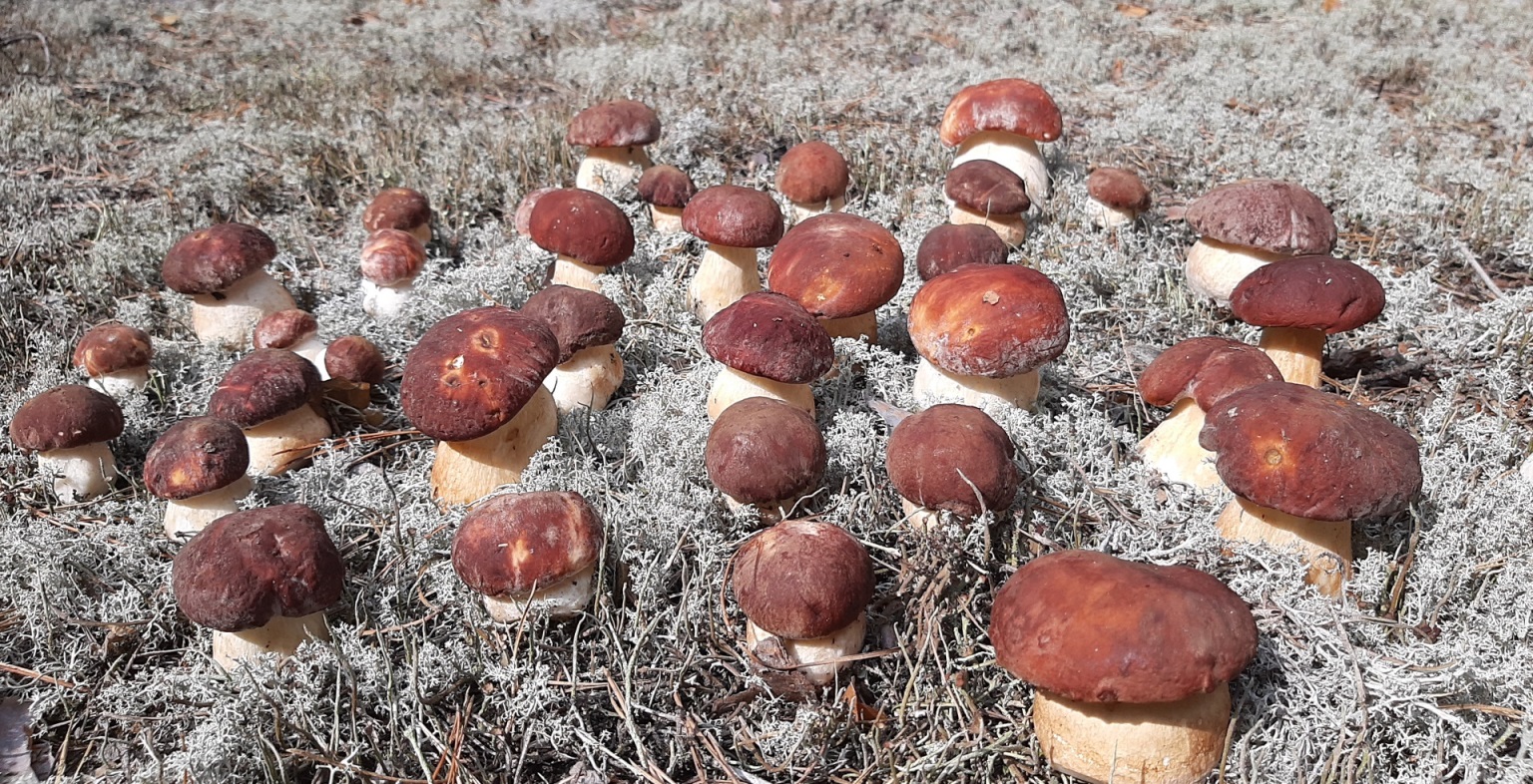 БЕСПРЕДЕЛ БЕЛЫХ ГРИБОВ. ТИХАЯ ОХОТА на Боровой гриб. За грибами в Чудо-Лес. Сбор грибов 2020 смотреть онлайн