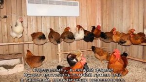 Птичий грипп: симптомы у кур