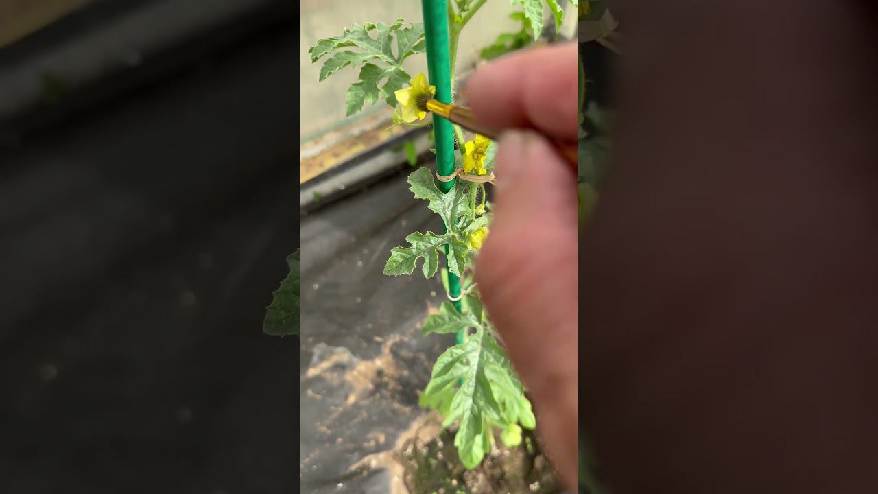 Опыляем мы арбуз ) смотреть онлайн