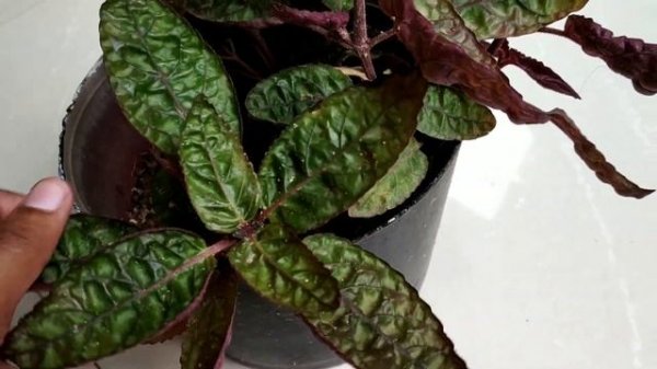 Hemigraphis exotica plant / Purple Waffle Plant
Care | Malayalam