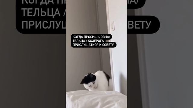 Упрямство знаков зодиака: Овен, Телец, Козерог