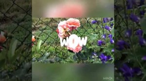 Роза Арабия (Arabia)