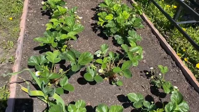 Пора опрыскивать сад. Чем подкормить клубнику?