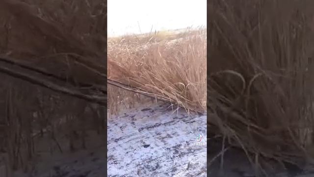 Вот как собирают камыш в зимнее время... смотреть онлайн
