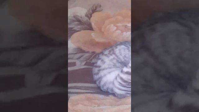 Бешенство кошек смотреть онлайн