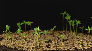 ЧТО ТАКОЕ ЛАМПА ДНАТ ? Как использовать ДНаТ? | What is a PSL lamp? How to use the PSL? - Dr. Grow