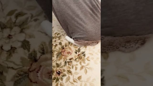 British cat ? Kylie ?in her glam camp ⛺️ Британская кошка Кайли в своём гламурном кемпинге. смотреть онлайн