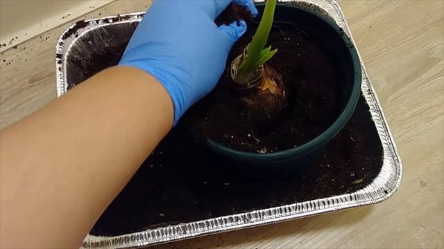 cosmic rabbit - 🌸amaryllis flowers 🌸 indoor flower growing смотреть онлайн