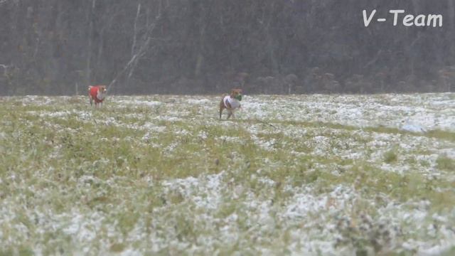 Басенджи REYNEX-LIS (К) - BONNI (Б). CACIL-CACL 2019. Курсинг на Ярославке. смотреть онлайн