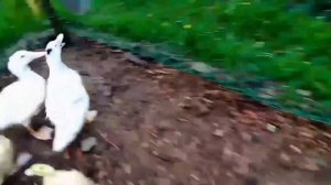 МУЛАРДЫ. Как содержать Мулардов. Выгул для уток.