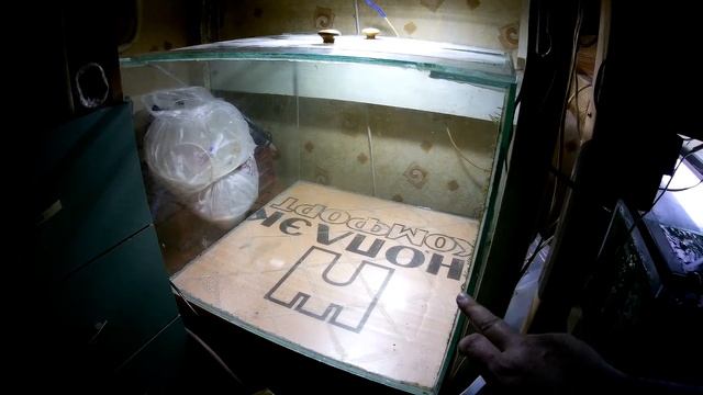 Купил самца полосатой скалярии и вишнёвых барбусов (Аква Хижина, выпуск 138) смотреть онлайн