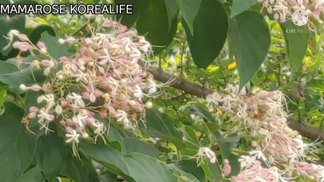 HARLEQUIN GLORY BOWER@MAMAROSE KOREALIFE смотреть онлайн