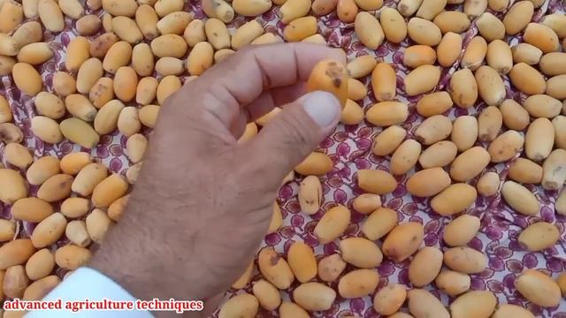 How to ripe dates/How to dates dried/khajoor pakany ka tariqa смотреть онлайн