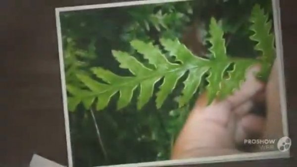 Pteris - garden plants