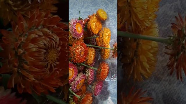 Гелихризум🌺